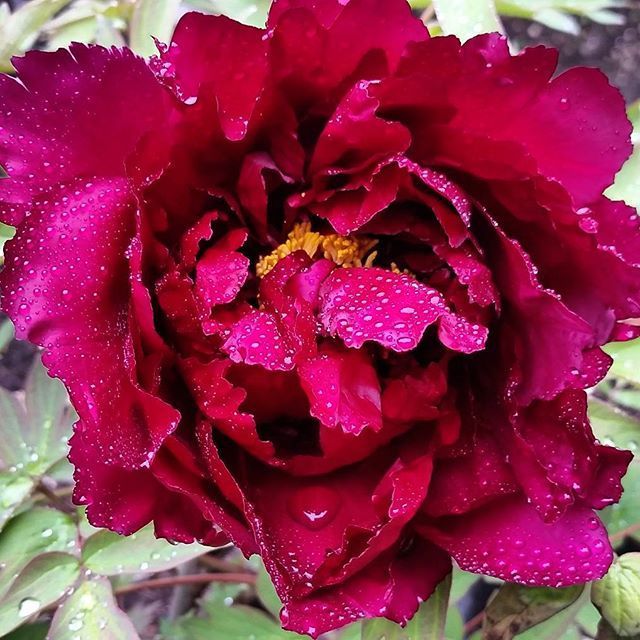 Instagram Photo Contest: "Spring in Napa Valley"